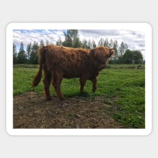 Scottish Highland Cattle Calf 2026 Sticker